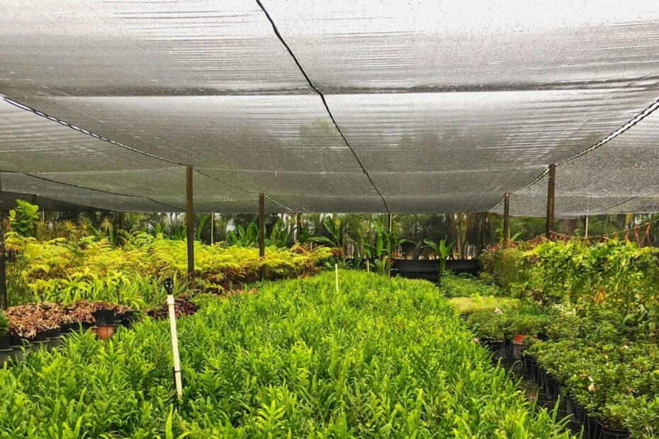 Plant protection from harsh sunlight and weather in agriculture