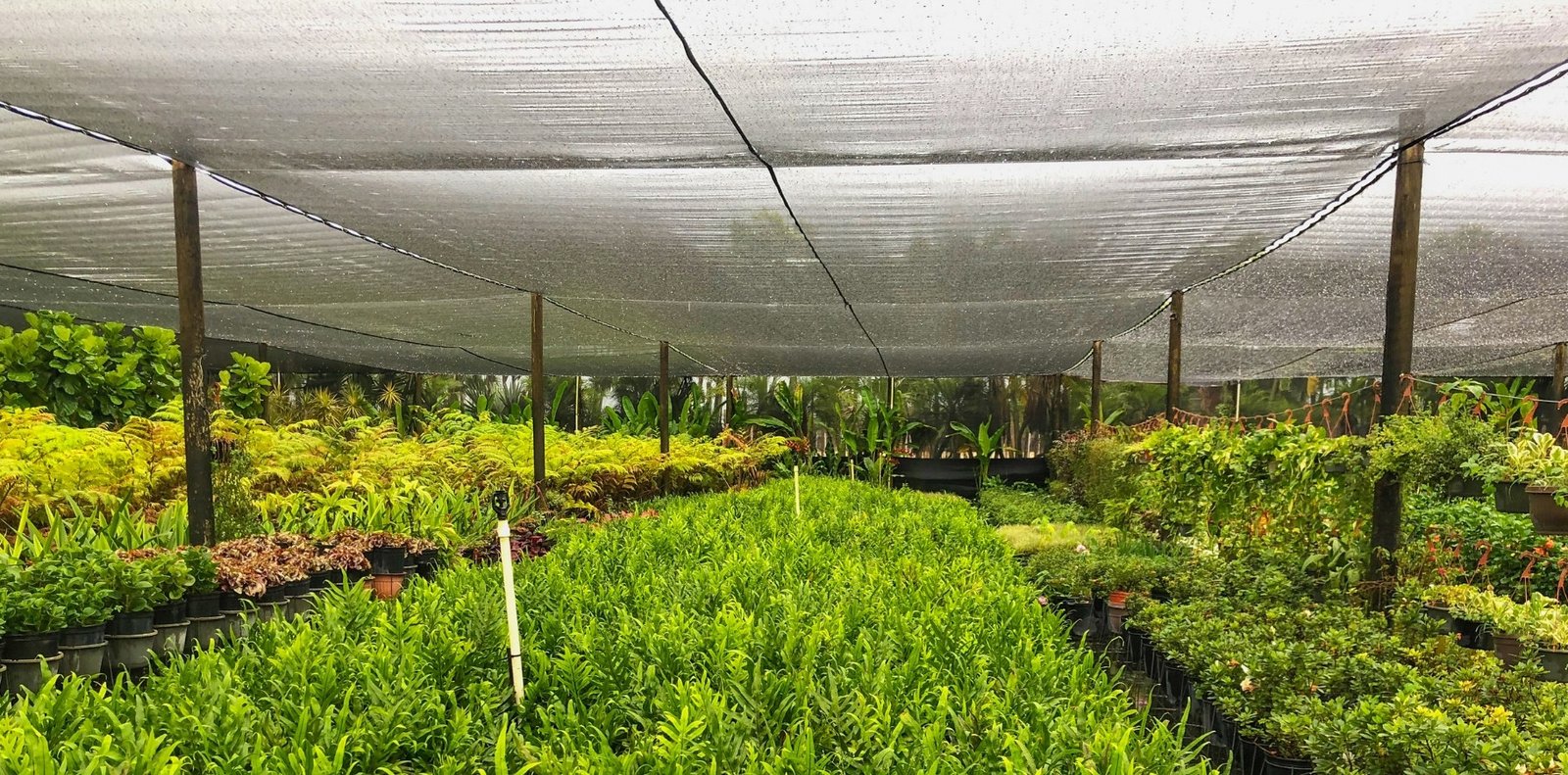 Plant protection from harsh sunlight and weather in agriculture