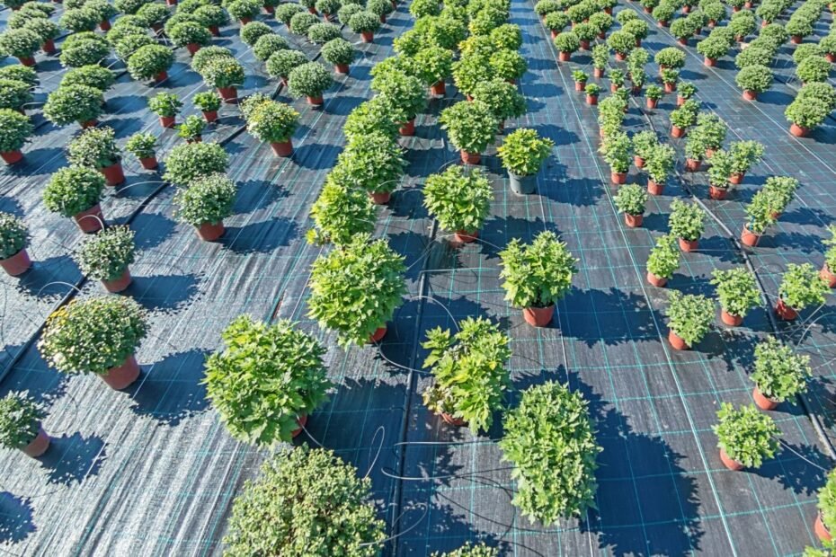 Weed growth management in farms and nurseries with clean growing area