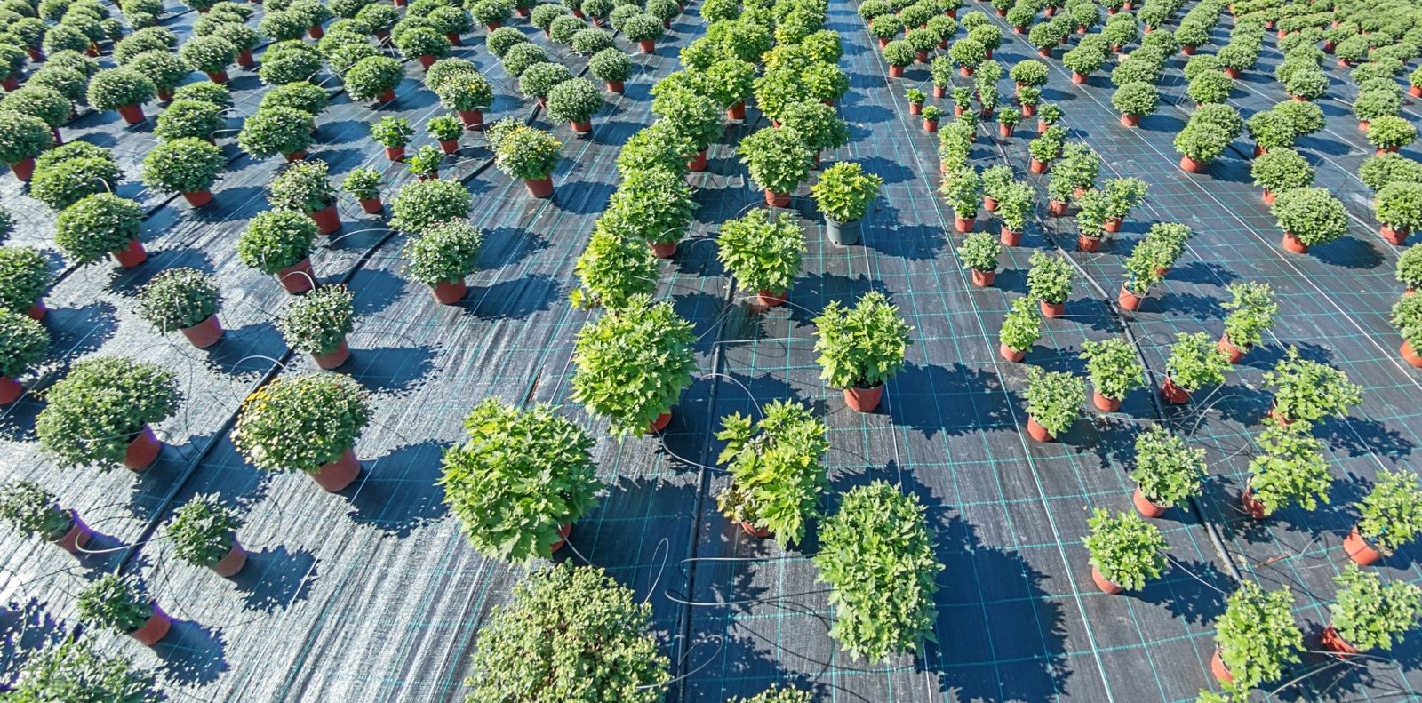 Weed growth management in farms and nurseries with clean growing area