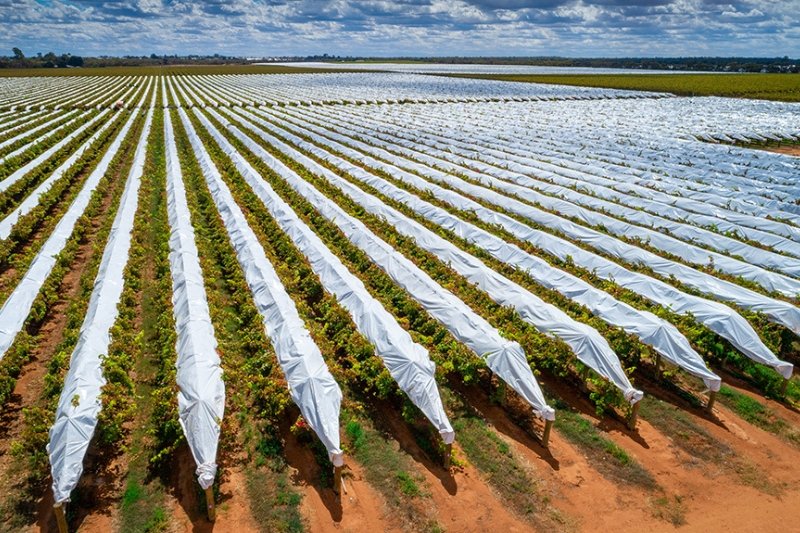 Orchard protection cover used for crop protection in agriculture field