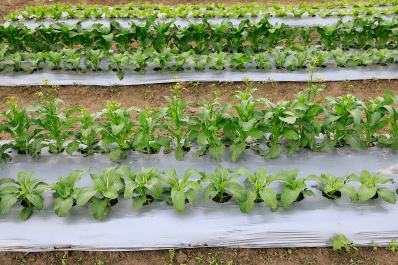 Mulch film used for weed control and moisture conservation in farming