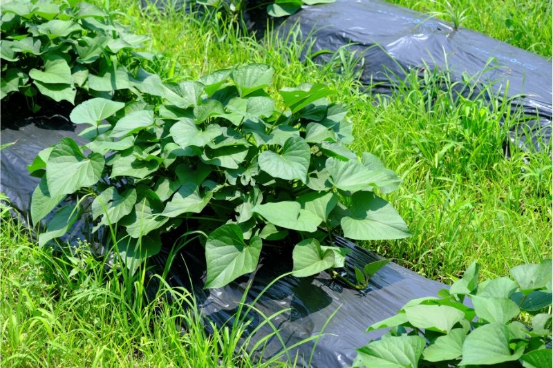 Mulch film used for crop protection and moisture conservation in agriculture field